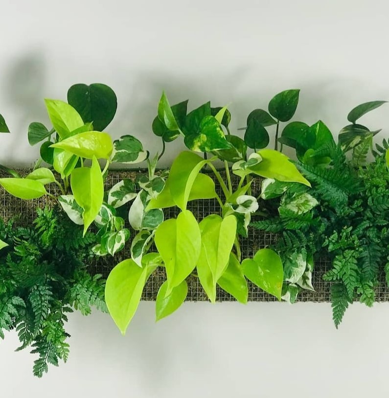 Vente de plantes à partir de 1€ by Plantes Addict – Aix-en-Provence