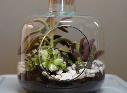Atelier créatif végétal : créez un terrarium à Marseille / A partir de 12 ans