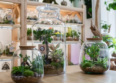 TOP des meilleurs ateliers terrariums à faire à Paris et en Ile-de-France !